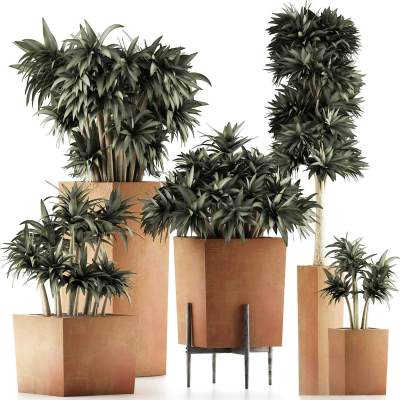 现代植物盆栽盆景